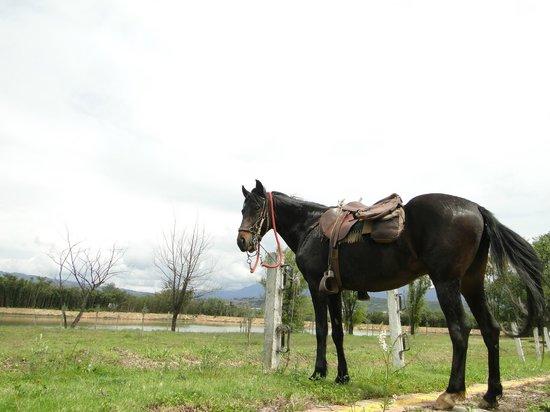 Cabalgatas Loma Amarilla